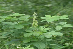 Crotalaria pallida